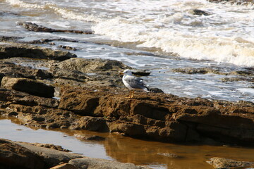 Coast of the Mediterranean Sea in northern Israel.