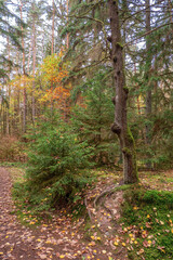 Spaziergang am Nachmittag durch den Herbstwald un seinen bunten Farben in Franken.