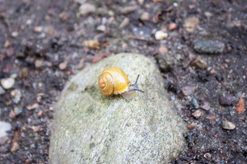 Eine gelbe Schnecke auf einem Stein im Wald