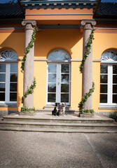 Fototapeta na wymiar Ein Hunde Paar vor der Orangerie in Glücksburg beim Wasserschloss dekoriert für eine Hochzeit sitzend im Sonnenlicht