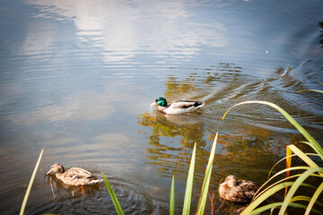 Enten im Schlosssee in Glücksburg