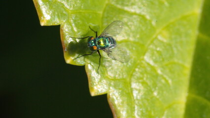 Green, iridescent blowfly on a leaf, in a backyard in Panama City, Florida, USA
