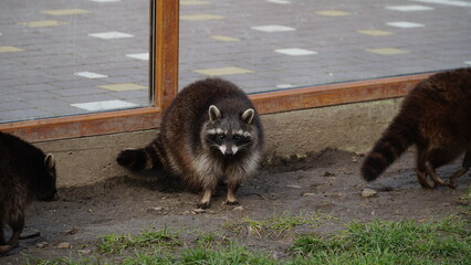 Raccoon in the zoo. Shelter. Animal life in captivity. Animals behind bars. Life in a cage