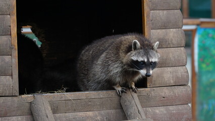 Raccoon in the zoo. Shelter. Animal life in captivity. Animals behind bars. Life in a cage....