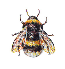 Cute bumblebee isolated on a white background. Watercolor drawing. Insects art. Handwork. Side view.