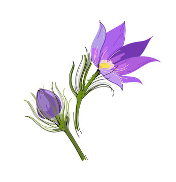 Lumbago meadow silhouette, Pulsatilla flower, Vector Pasque flower isolated on white, floral illustration Anemone, vector doodle illustration.