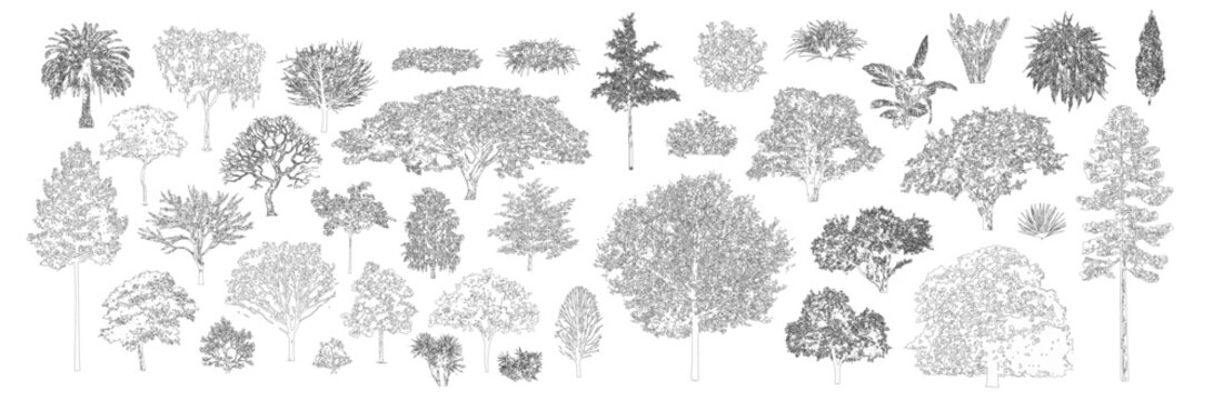 Minimal style cad tree line drawing, Side view, set of graphics trees elements outline symbol for architecture and landscape design drawing. Vector illustration in stroke fill in white. Tropical, oak,