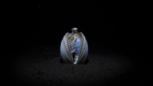 Coconut Octopus - Amphioctopus marginatus lives in a shell. Underwater life of Tulamben, Bali, Indonesia.