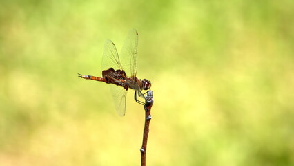 Red dragonfly perched on a twig in a backyard in Panama City, Florida, USA