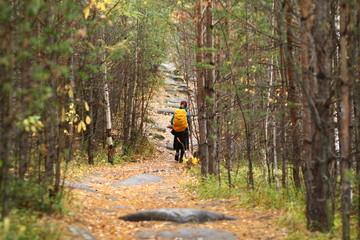 trees and sun
green Forest
man in the forest
sunny forest
girl
