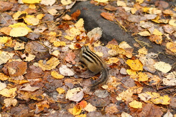 trees and sun
green Forest
man in the forest
sunny forest
autumn forest
chipmunk in the forest
chipmunk hiding running in the leaves