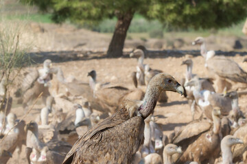 Group of Griffon Vultures eating at a rubbish tip in Spain