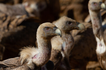 Group of Griffon Vultures eating at a rubbish tip in Spain