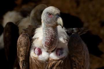 Close-up of a Griffon Vulture on a rubish tip in Spain