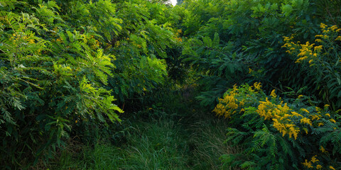 Fototapeta premium Dense thickets of greenery. Grass, young acacia trees and wild yellow flowers