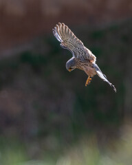 Male common kestrel (Falco tinnunculus) hovering on the Yorkshire coast, UK. British bird of prey hunting. 