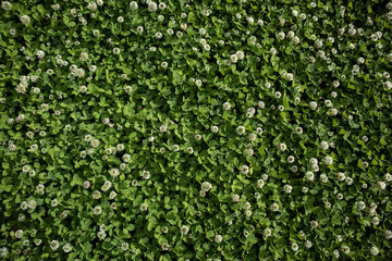 A blooming meadow with clover. Lots of white flowers on a green background.