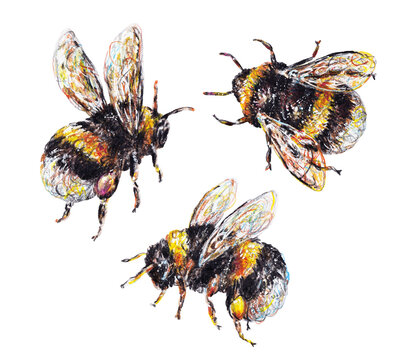 Set of bumblebees on a white background. Watercolor drawing. Insects art. Handwork