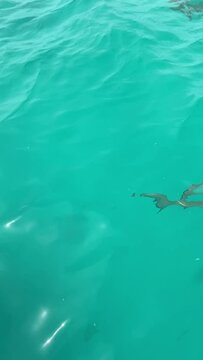 Requin de lagon &agrave; Rangiroa en Polyn&eacute;sie fran&ccedil;aise