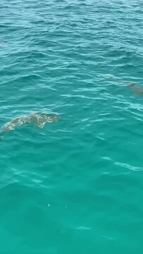 Requins de lagon &agrave; Rangiroa en Polyn&eacute;sie fran&ccedil;aise