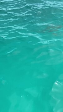 Requin de lagon &agrave; Rangiroa en Polyn&eacute;sie fran&ccedil;aise