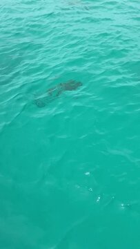 Requin de lagon &agrave; Rangiroa en Polyn&eacute;sie fran&ccedil;aise