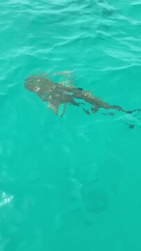 Requin de lagon &agrave; Rangiroa en Polyn&eacute;sie fran&ccedil;aise