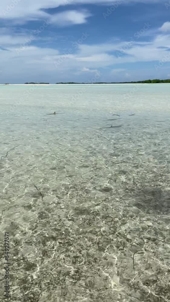 Poster Requins de lagon à Rangiroa en Polynésie française