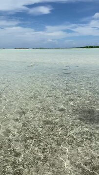Requins de lagon &agrave; Rangiroa en Polyn&eacute;sie fran&ccedil;aise
