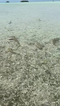 Requins de lagon &agrave; Rangiroa en Polyn&eacute;sie fran&ccedil;aise