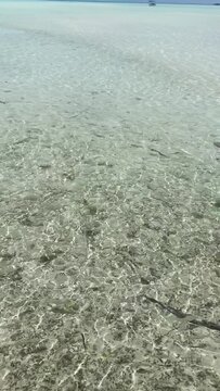 Requins de lagon &agrave; Rangiroa en Polyn&eacute;sie fran&ccedil;aise