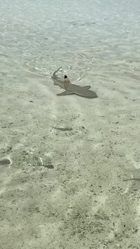 Requins de lagon &agrave; Rangiroa en Polyn&eacute;sie fran&ccedil;aise