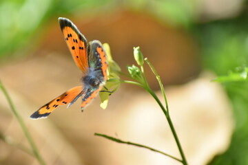 Obraz na płótnie Canvas Nice orange and brown butterfly (Lycaena phlaeas)
