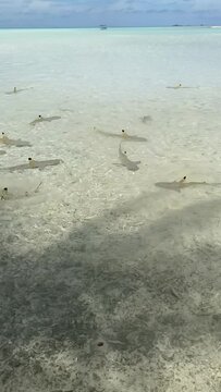 Requins de lagon &agrave; Rangiroa en Polyn&eacute;sie fran&ccedil;aise