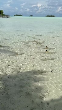 Requins pointes noires &agrave; Rangiroa en Polyn&eacute;sie fran&ccedil;aise