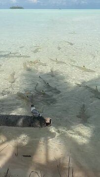 Meute de requins &agrave; Rangiroa en Polyn&eacute;sie fran&ccedil;aise