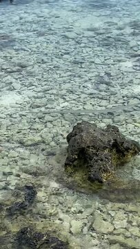 Poisson fl&ucirc;te &agrave; Rangiroa en Polyn&eacute;sie fran&ccedil;aise