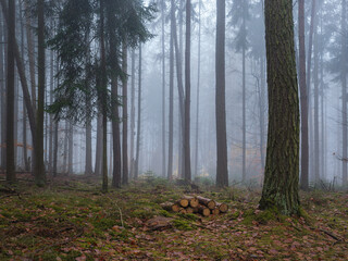 November Wald Nebel Dunst