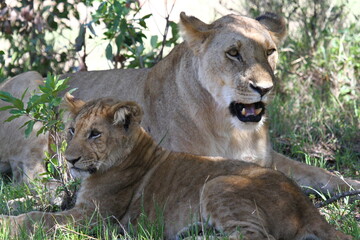 Mother lioness with her grown-up cub resting in the shade