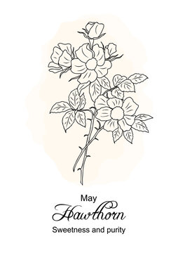 Hawthorn May birth month flower print. Botanical floral line art drawing with Hawthorn flower meaning. Hand drawn black ink outline vector illustration on watercolor beige background.