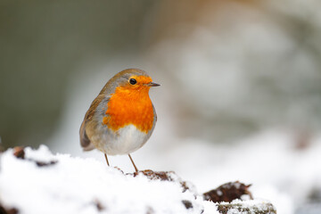 European Robin (Erithacus rubecula) searching for food in the  snow in the forest in the Netherlands.