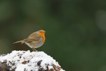 European Robin (Erithacus rubecula) searching for food in the  snow in the forest in the Netherlands.