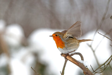 European Robin (Erithacus rubecula) searching for food in the  snow in the forest in the Netherlands.