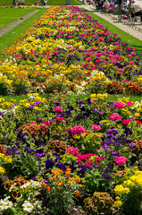 Flower beds in the gardens of Luxembourg Palace in Paris, France.