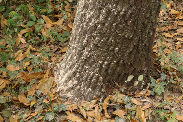 樹木の害虫被害
