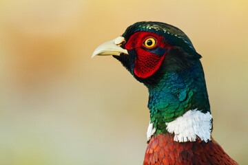 Male Common pheasant Phasianus colchius Ring-necked pheasant in natural habitat, grassland in autumn	
