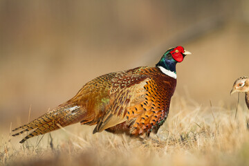 Male Common pheasant Phasianus colchius Ring-necked pheasant in natural habitat, grassland in autumn	
