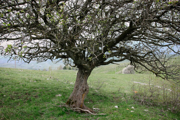 branchy tree crown, wild cherry in the mountains without leaves in spring against the backdrop of bright green grass