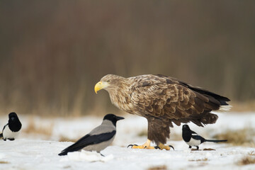 Majestic predator White-tailed eagle, Haliaeetus albicilla in Poland wild nature