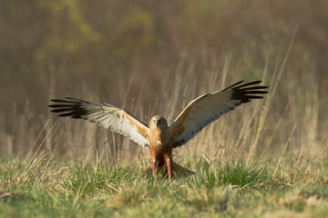 Flying Birds of prey Marsh harrier Circus aeruginosus, hunting time Poland Europe